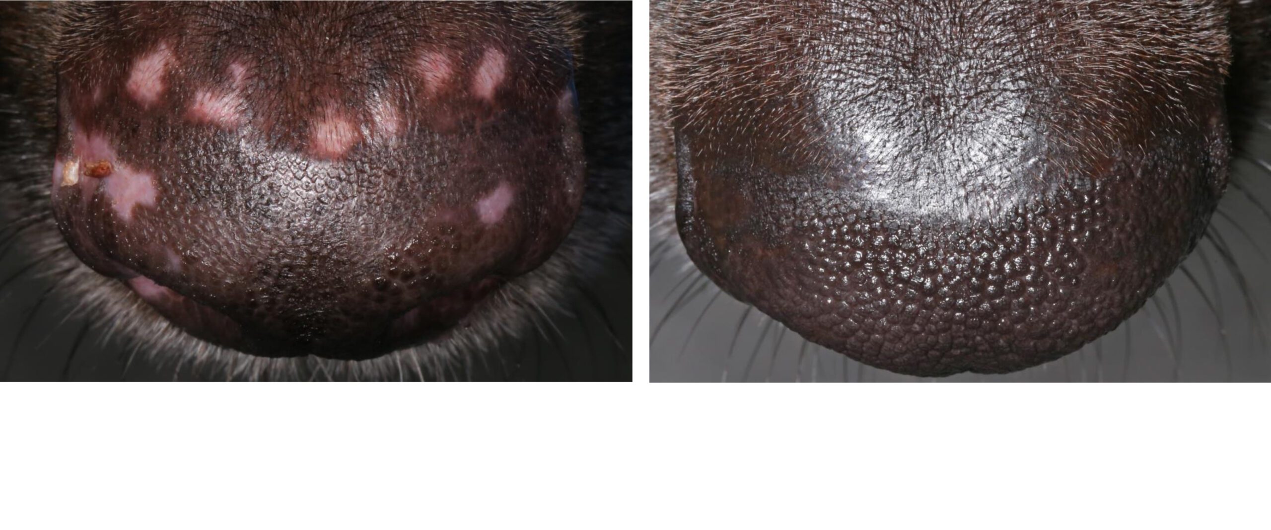 Very Rare, Epidermolysis Bullosa Acquisita (2nd Case!): External Nares before & after 16 weeks of Multimodal, Lifesaving Immunosuppression, Cured with no ongoing Treatment, Spanish Crossbreed