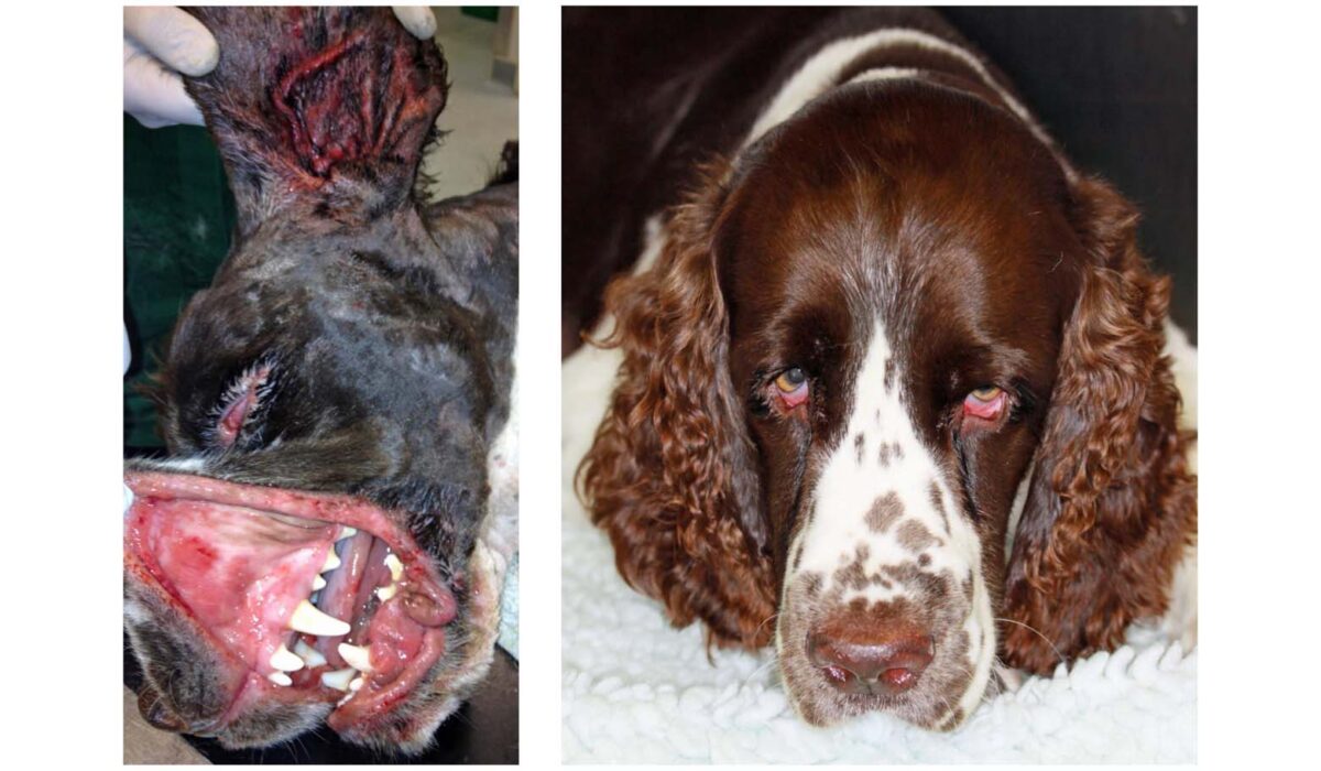 Erythema Multiforme Major, a severe life-threatening Drug Reaction: before & 10 weeks after starting Treatment, initial urgent referral advice given whilst travelling abroad