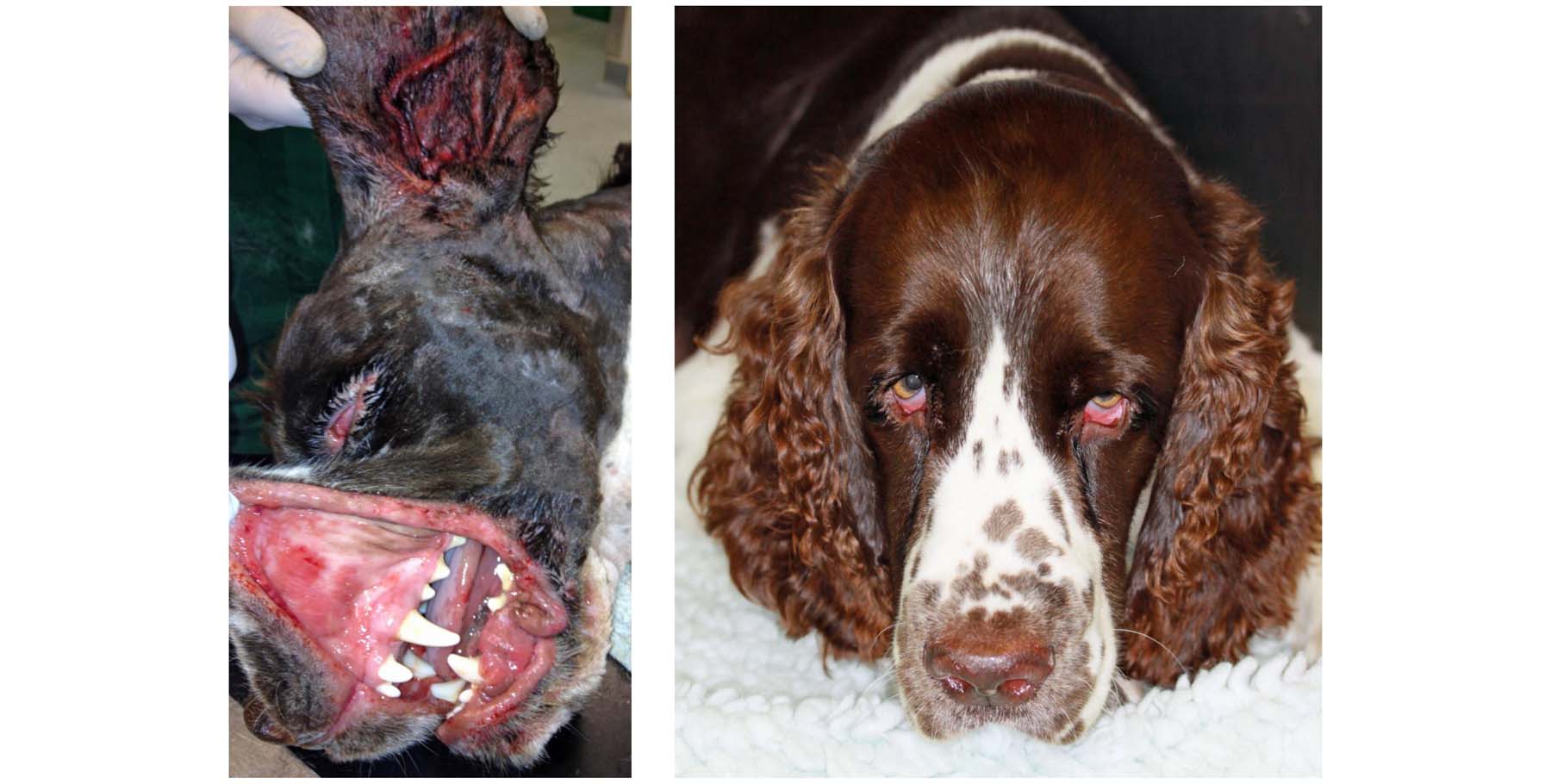 Erythema Multiforme Major, a severe life-threatening Drug Reaction: before & 10 weeks after starting Treatment, initial urgent referral advice given whilst travelling abroad