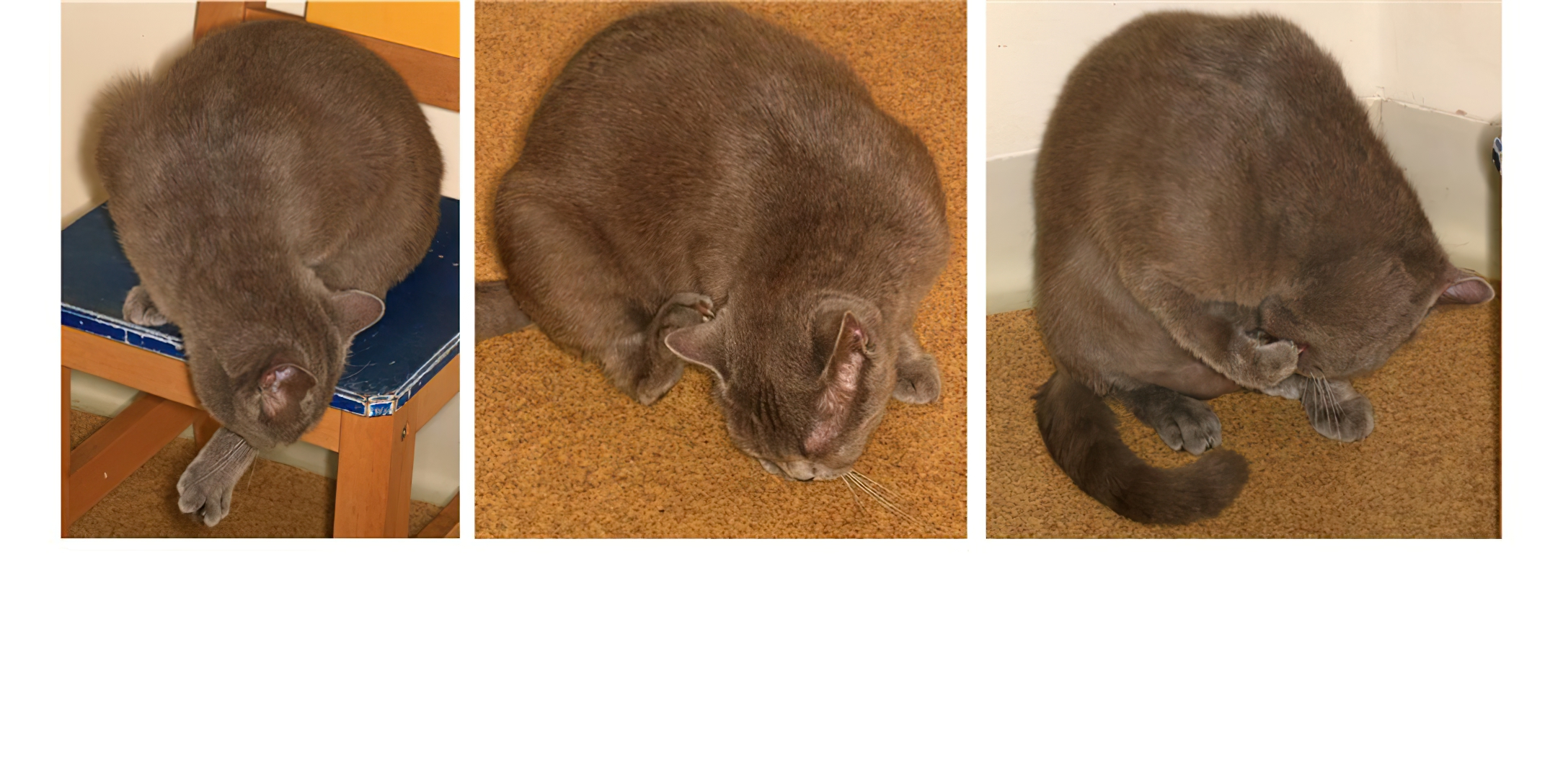 Feline Allergic Dermatitis: Intense Itchiness even during Consultation