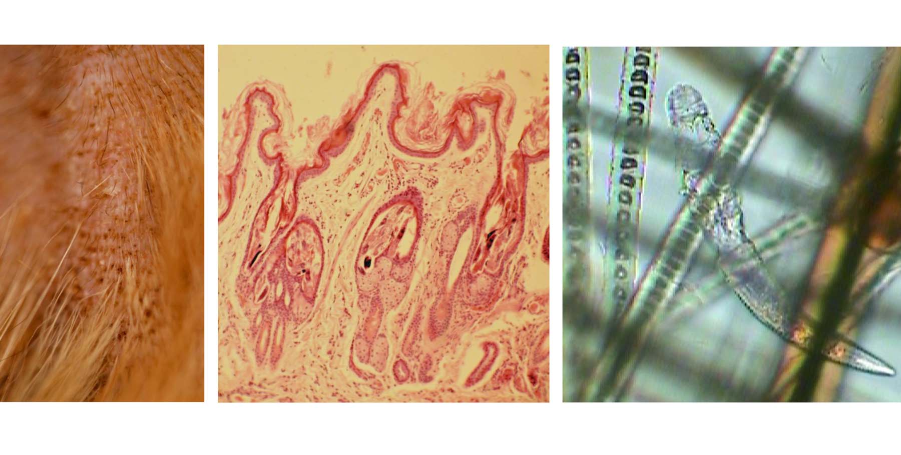 Rare Feline Demodicosis: Comedones, Demodex Cati Mites within Hair Follicles in Skin Biopsy; adult Mite in Diagnostic Hair Pluck