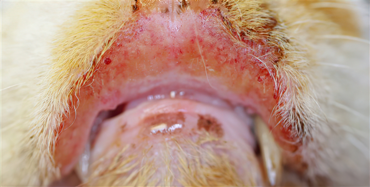 Feline Allergic Dermatitis: Indolent Ulcer, Eosinophilic Granuloma Complex