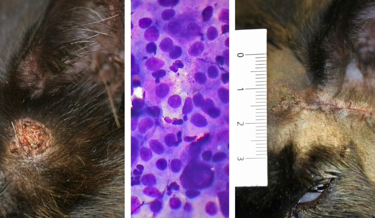 Feline Mast Cell Tumour: appearance, immediate Diagnostic In-house Cytology, 'sutureless’ removal.