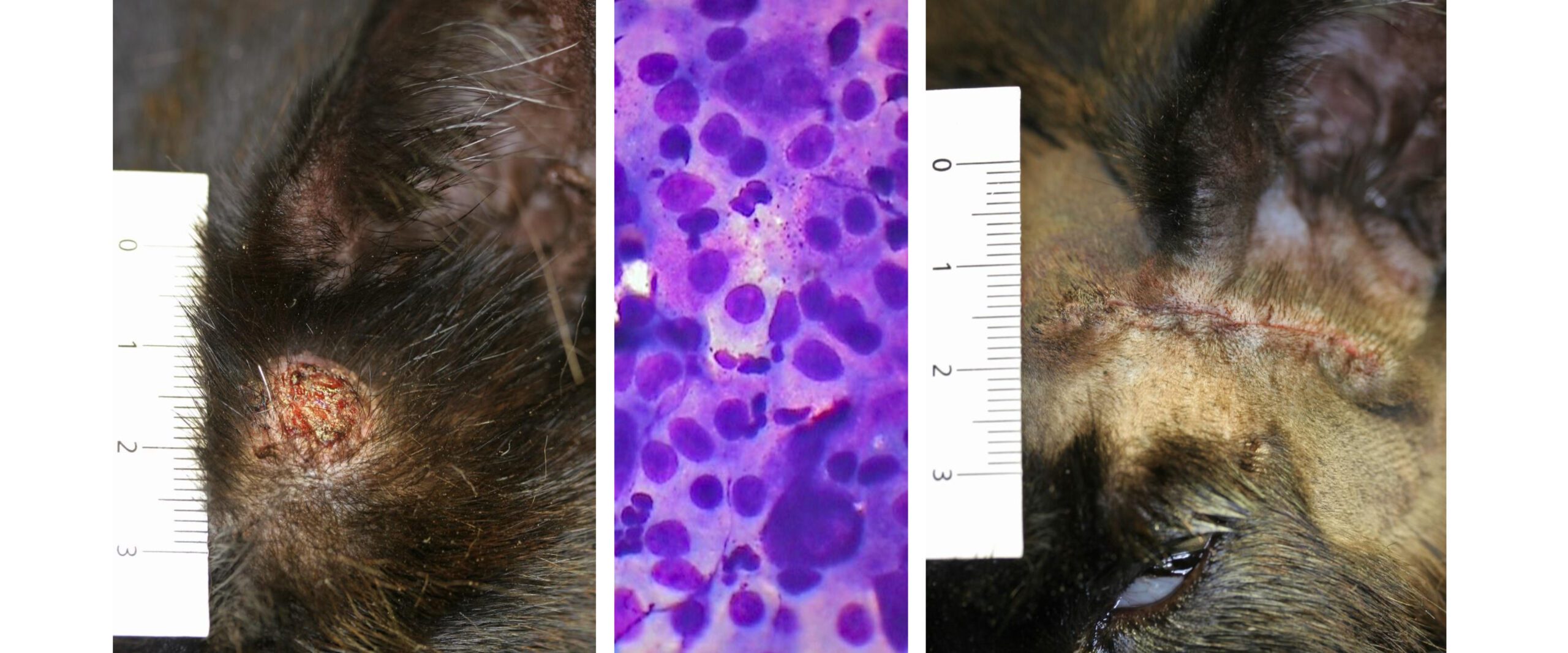 Feline Mast Cell Tumour: appearance, immediate Diagnostic In-house Cytology, 'sutureless’ removal.