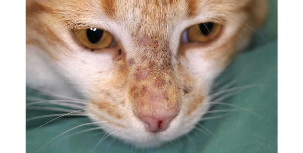 Referral Protocol The Skin Vet