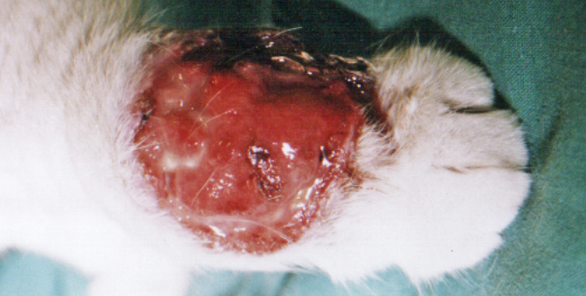 Feline Mycobacterial Infection (Tuberculosis)