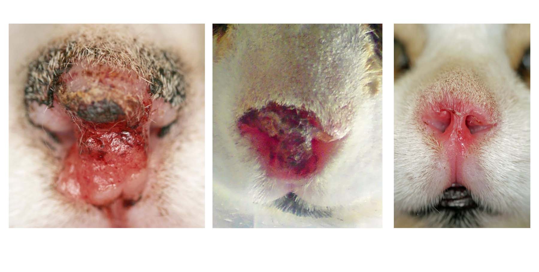 Feline Nasal Squamous Cell Carcinoma: Pre- & Post-curative Surgery, then 4 weeks later