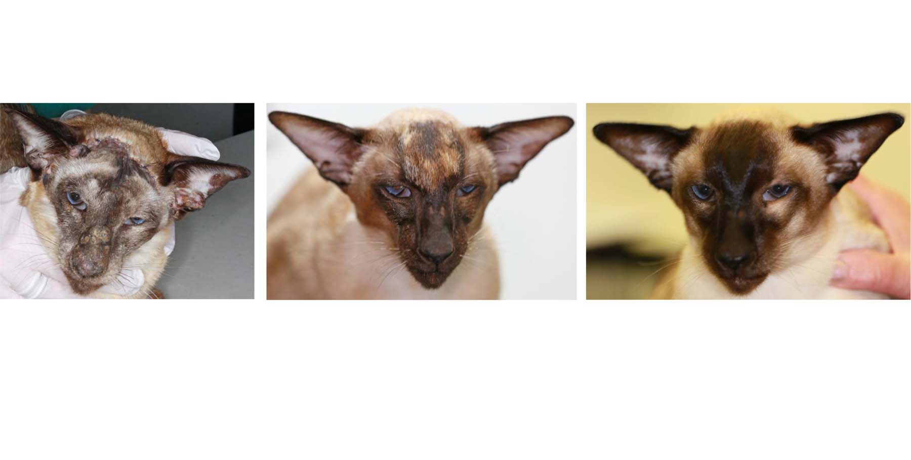Feline Pemphigus Foliaceus: On immediate Diagnosis, 6 and 16 months of Treatment, Siamese Cat