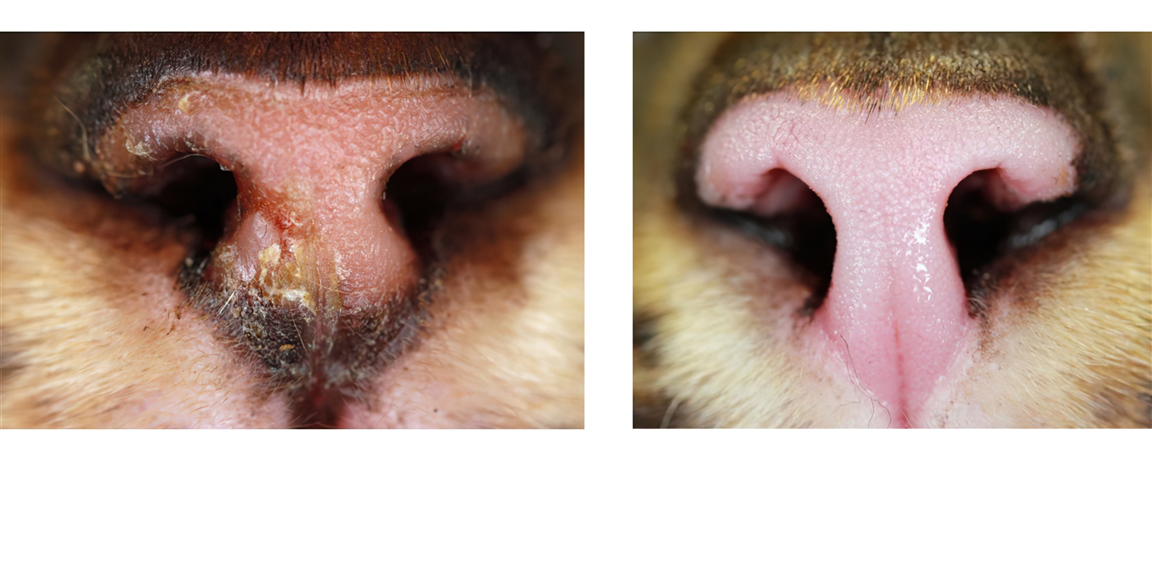 Feline Pemphigus Foliaceus: on immediate Diagnosis & after 15 months of Topical Treatment only, Bengal Cat