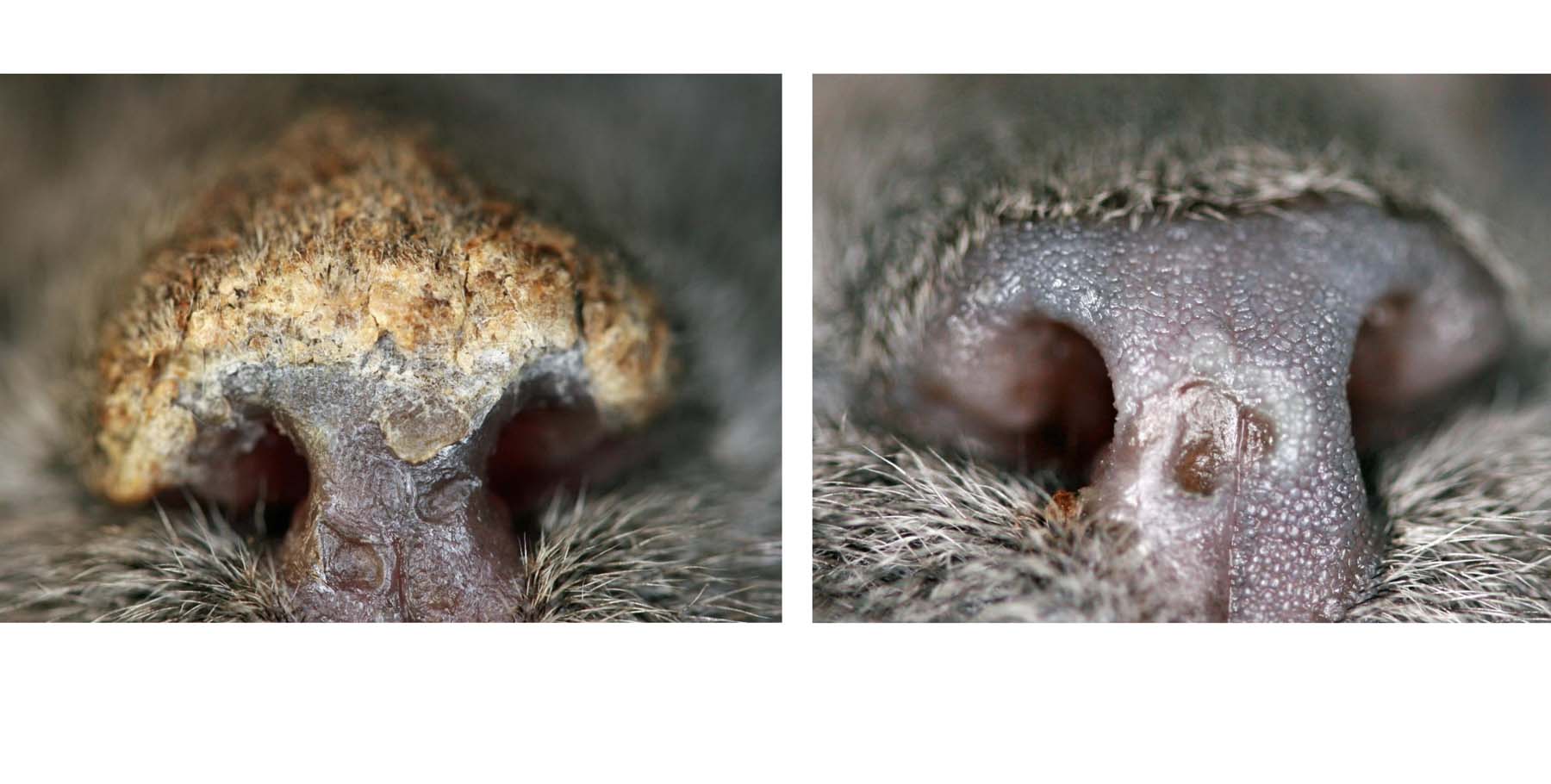 Feline Pemphigus Foliaceus: On immediate Diagnosis & after 6 weeks of Topical Treatment only, British Blue Cat