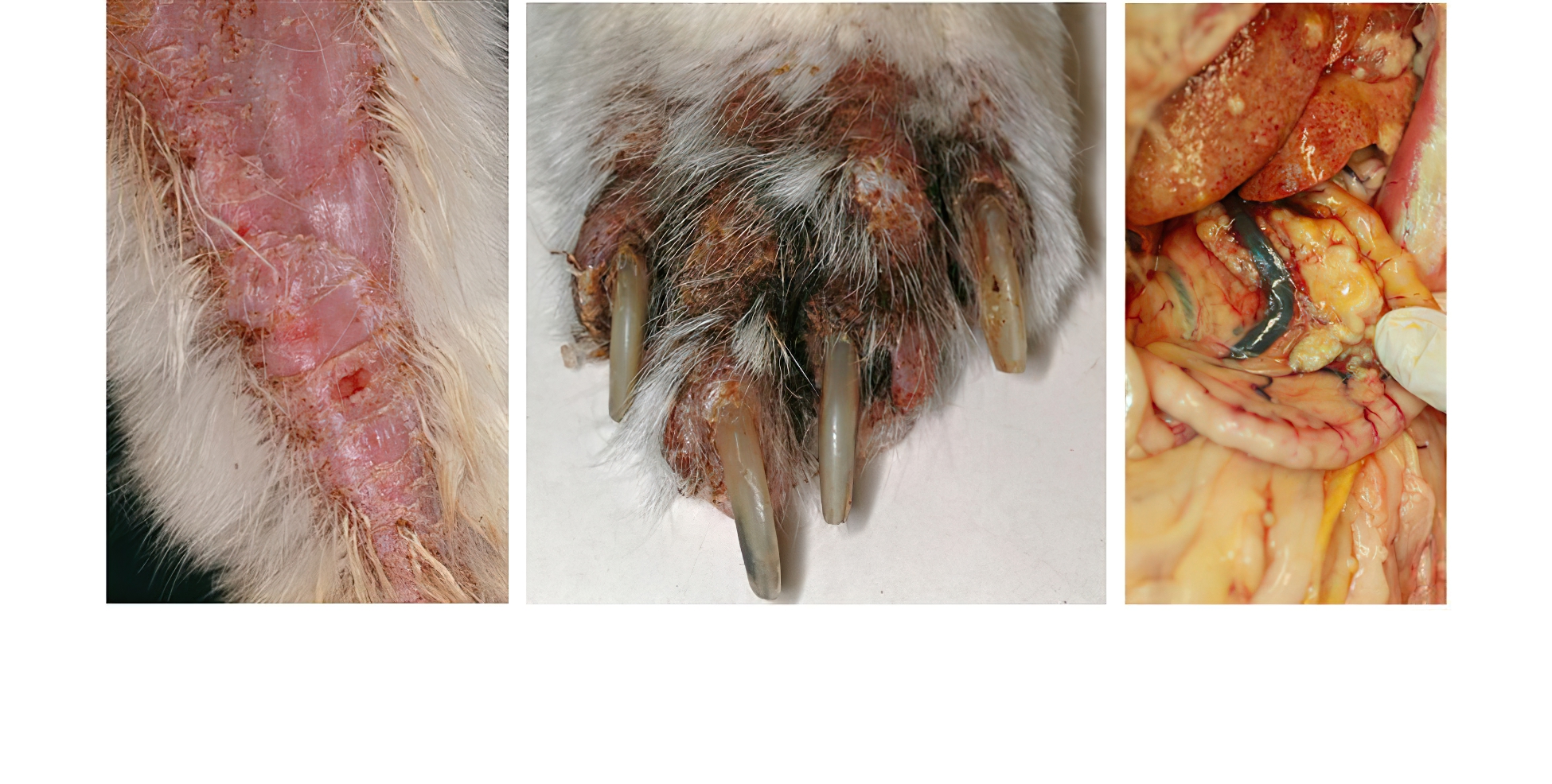 Feline Paraneoplastic Alopecia: Forelimb, Paw & Causative, Rapidly Diagnosed Fatal Metastasized Pancreatic Carcinoma