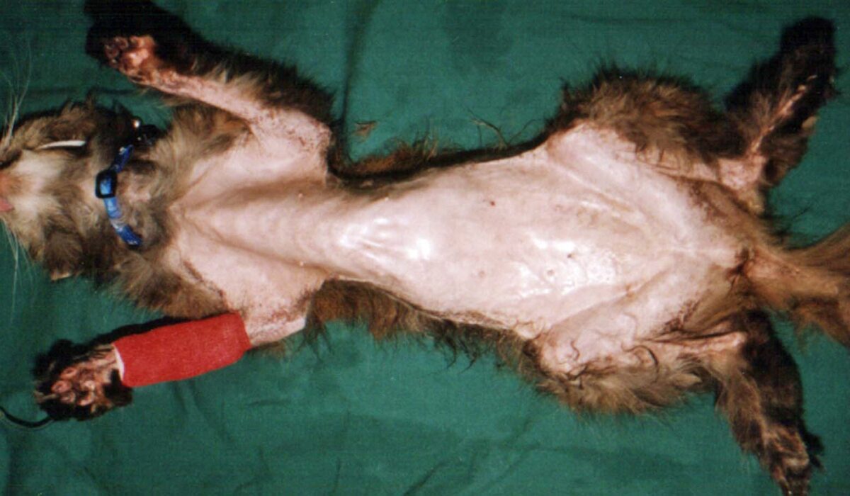 Feline Paraneoplastic Dermatopathy, secondary to visceral neoplasia