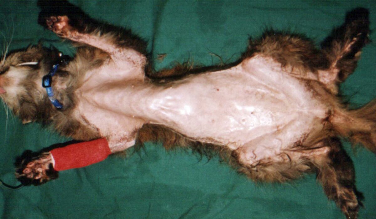 Feline Paraneoplastic Dermatopathy, secondary to visceral neoplasia