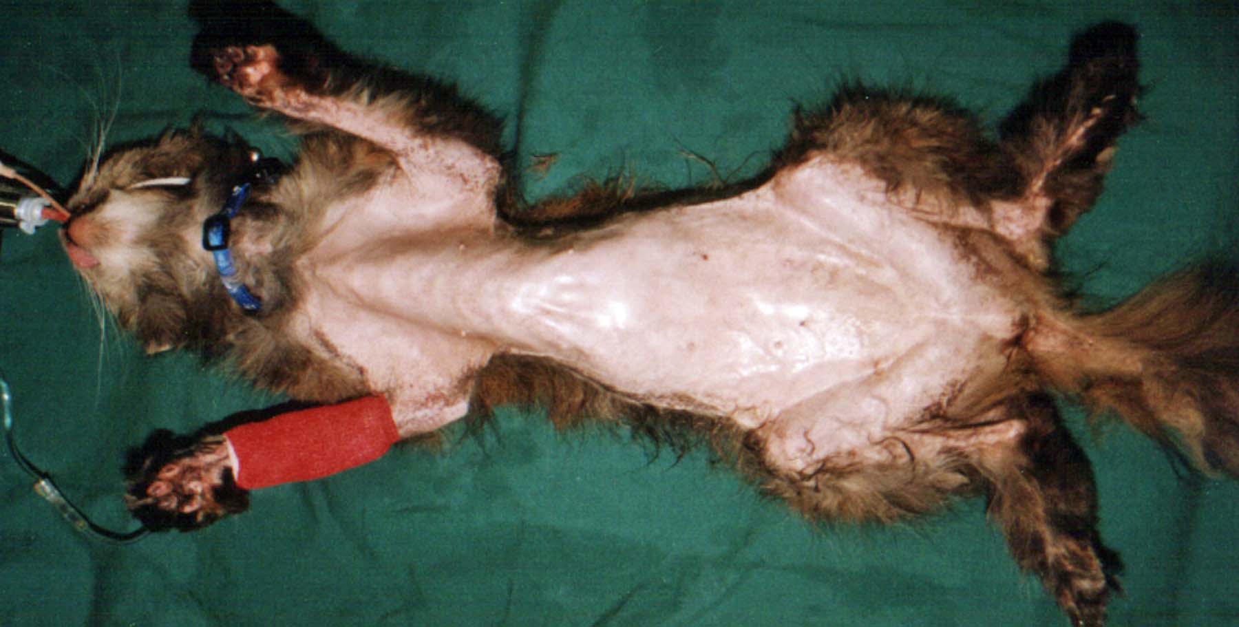 Feline Paraneoplastic Dermatopathy, secondary to visceral neoplasia
