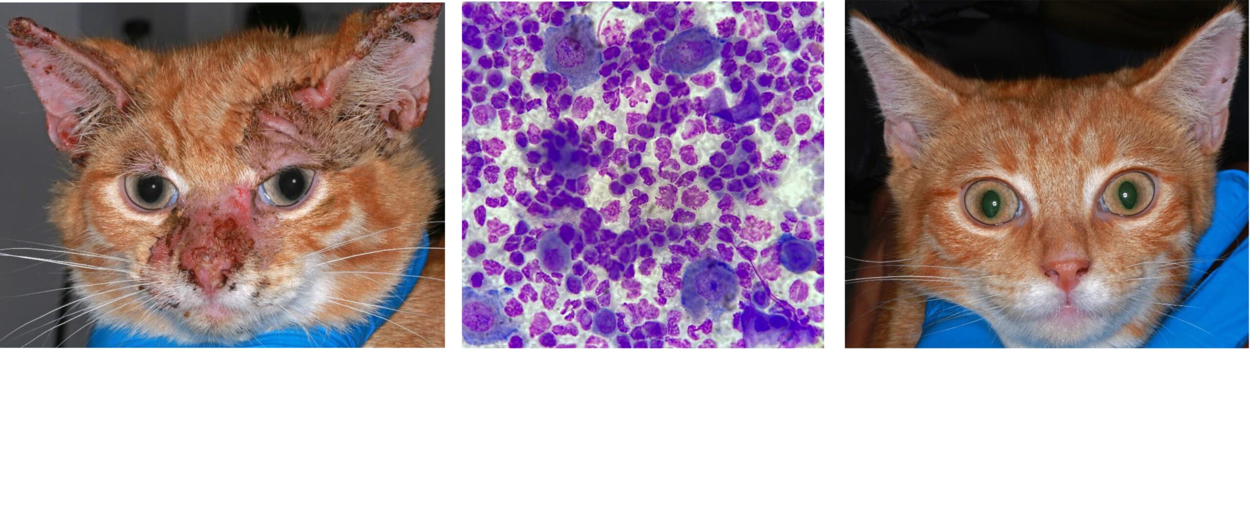 Feline Pemphigus Foliaceus (onset at 3 months' old): first presentation, suggestive immediate cytology, response after only 4 weeks of treatment