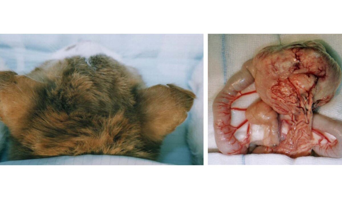 Feline Pinnal Thrombovascular Necrosis secondary to Gastrointestinal Lymphoma