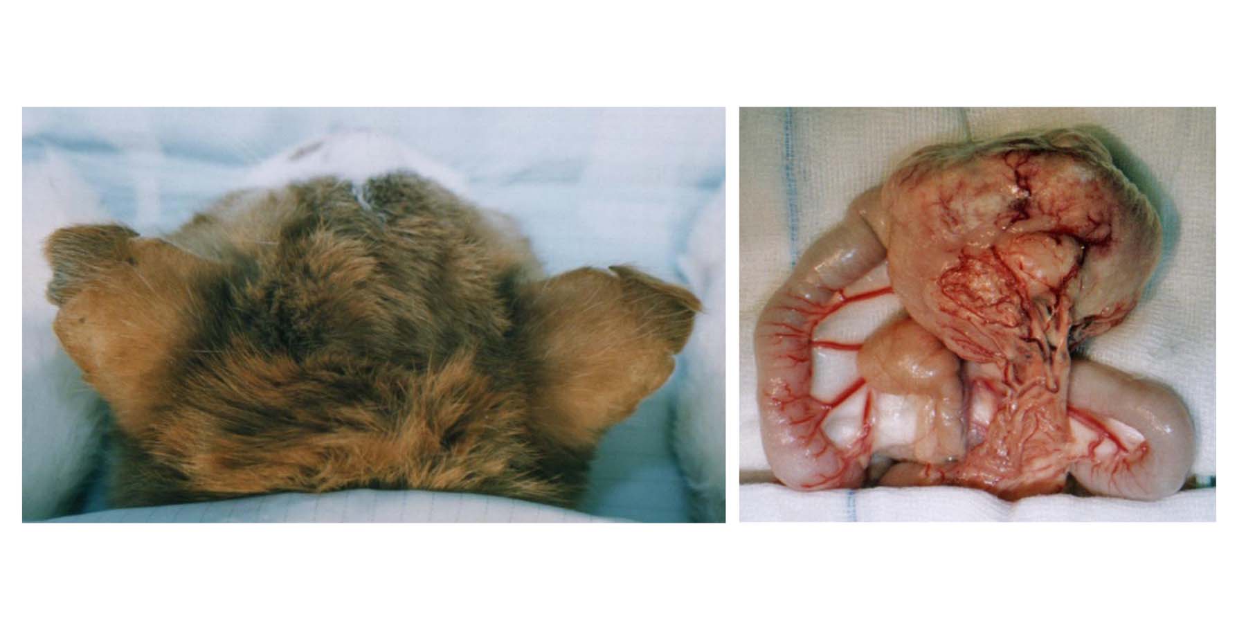 Feline Pinnal Thrombovascular Necrosis secondary to Gastrointestinal Lymphoma