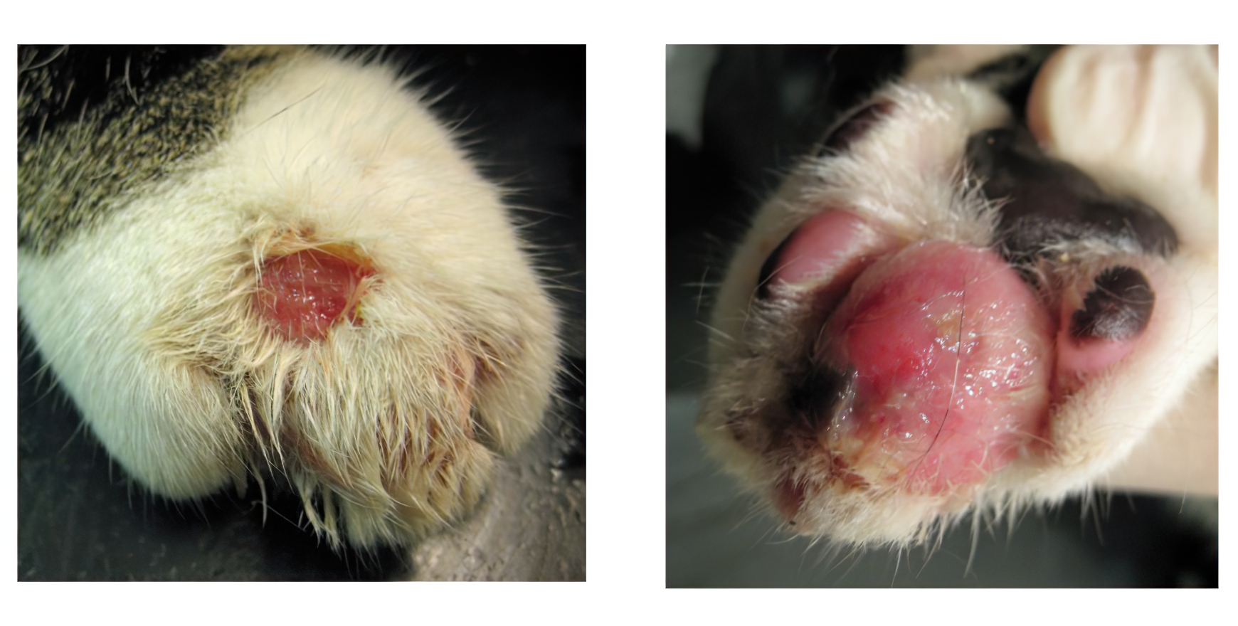 Feline OrthoPox Virus: Incorrect Treatment can be Fatal