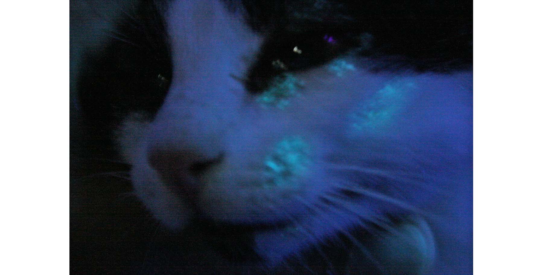 Feline Dermatophytosis (‘Ringworm'): Fluorescing hairs infected with Microsporum canis Fungus, adult Cat
