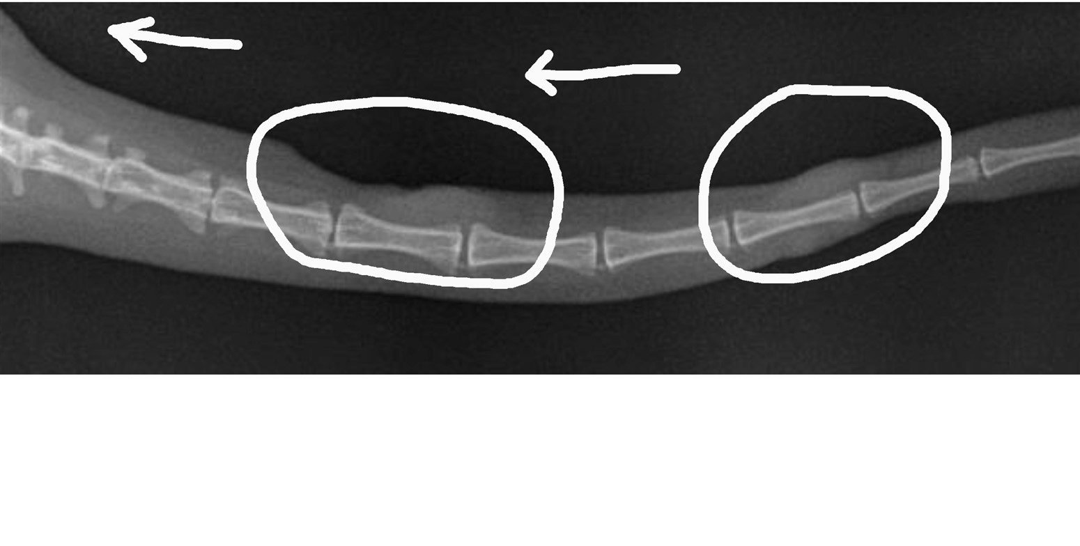 Xray of Chronic Fungal Granulomas tracking up a Cat's Tail (Alternaria infectoria) for 2 years & 8 months