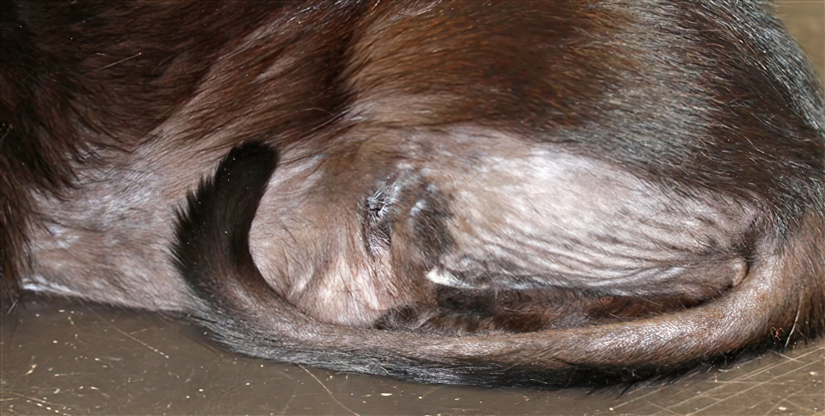 Feline Allergic Dermatitis: Fur-Mowing (not ‘Stress’!)