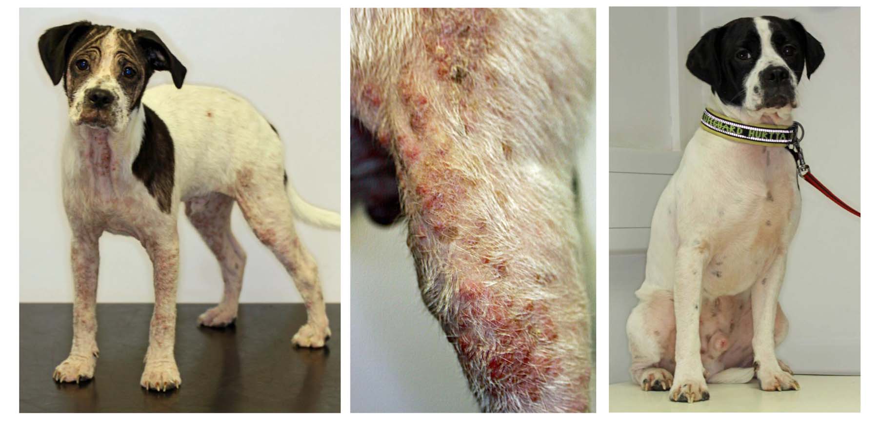 Generalised Demodectic Mange with Deep Bacterial Pyoderma: before & after Cure, with no Systemic Antimicrobials, Crossbreed