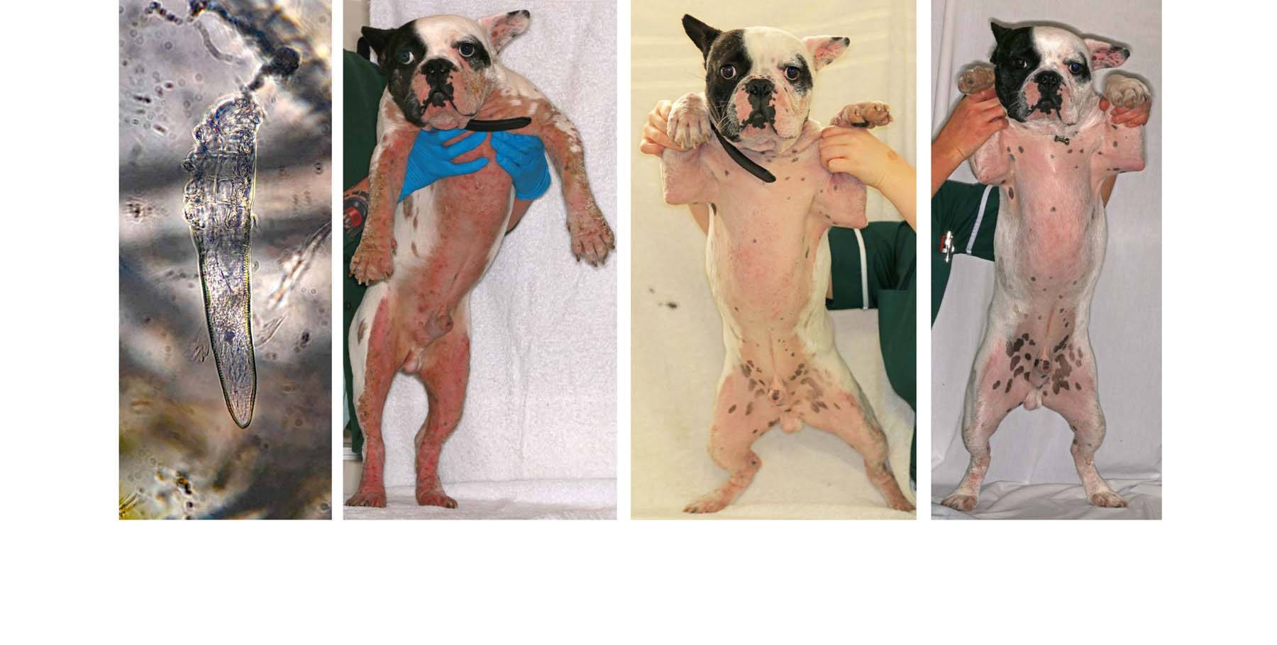Generalised Demodectic Mange with secondary Bacterial Pyoderma: Demodex canis adult mite in Diagnostic Hair Pluck, before & after 1 & 2 months of Treatment, French Bulldog