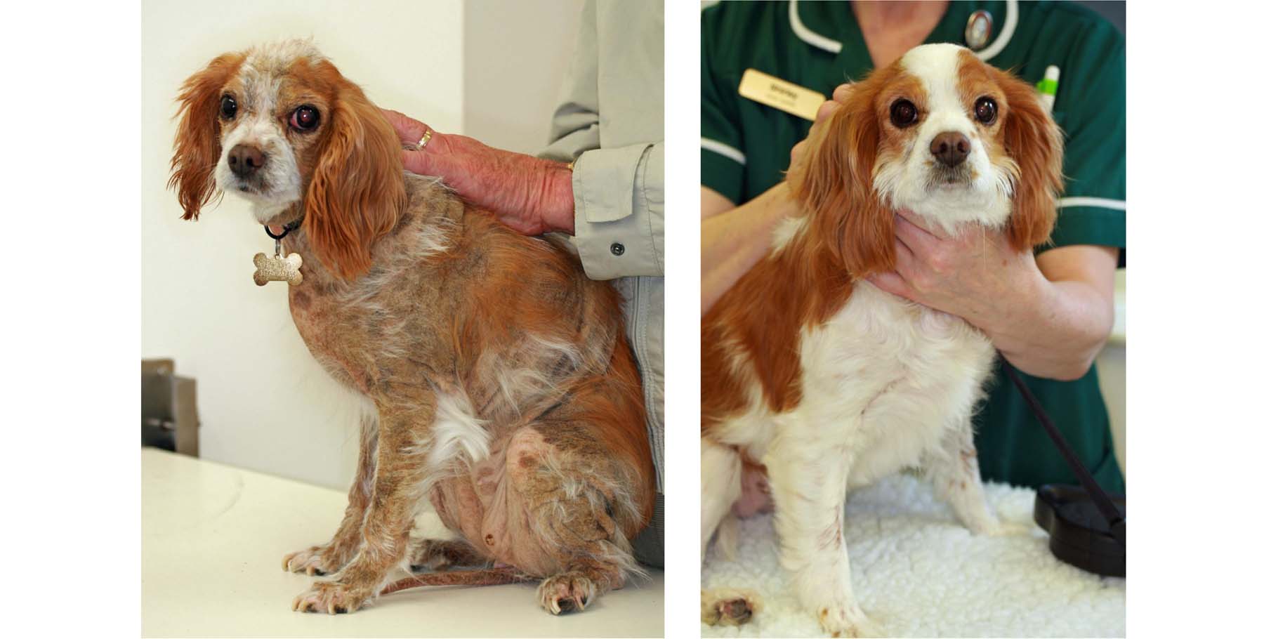 Generalised Demodicosis: before & after 16 weeks of Treatment, Cavalier King Charles Spaniel