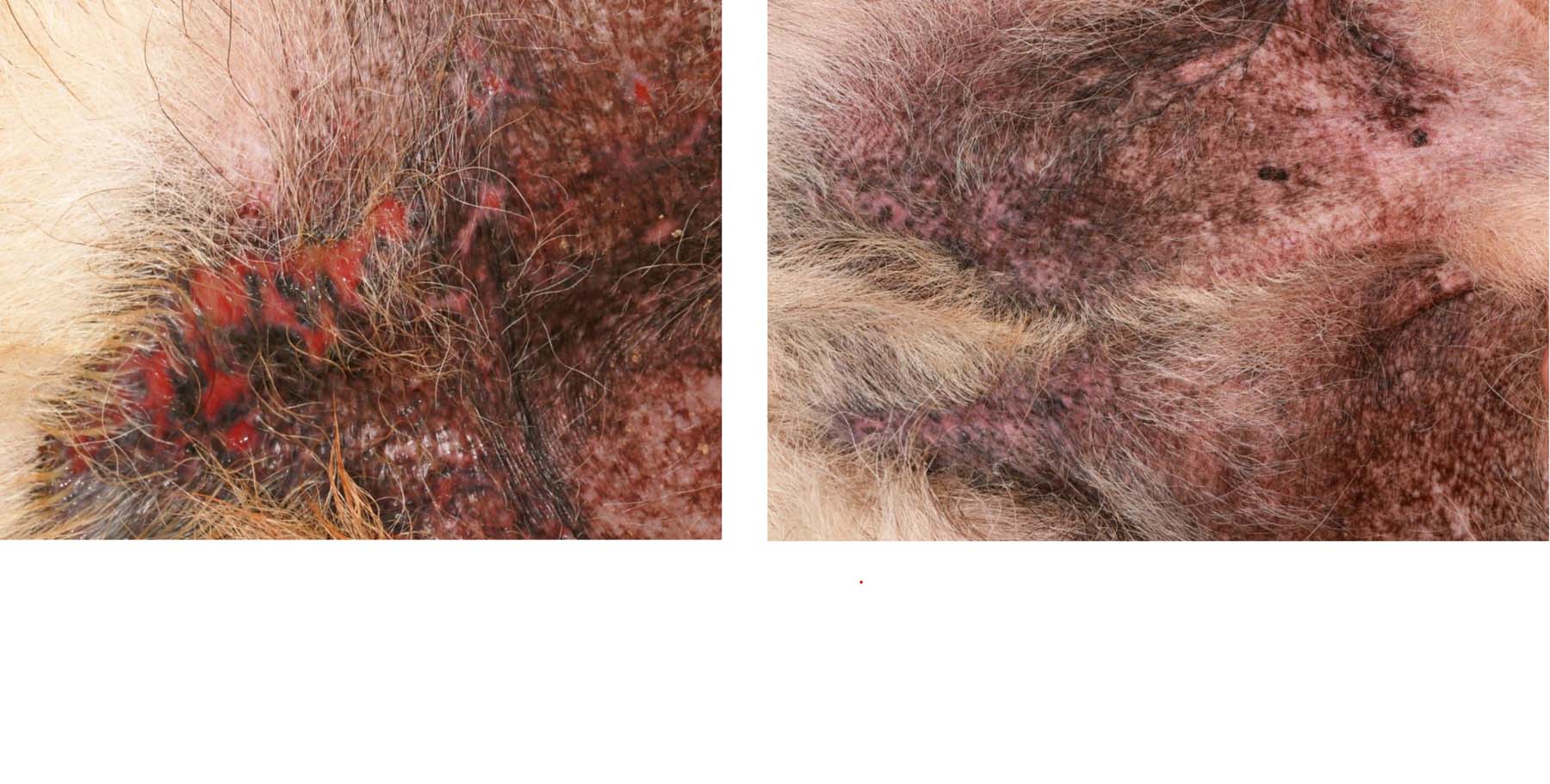 German Shepherd Dog Pyoderma secondary to Canine Atopic Dermatitis: before & after Treatment established long-term Control