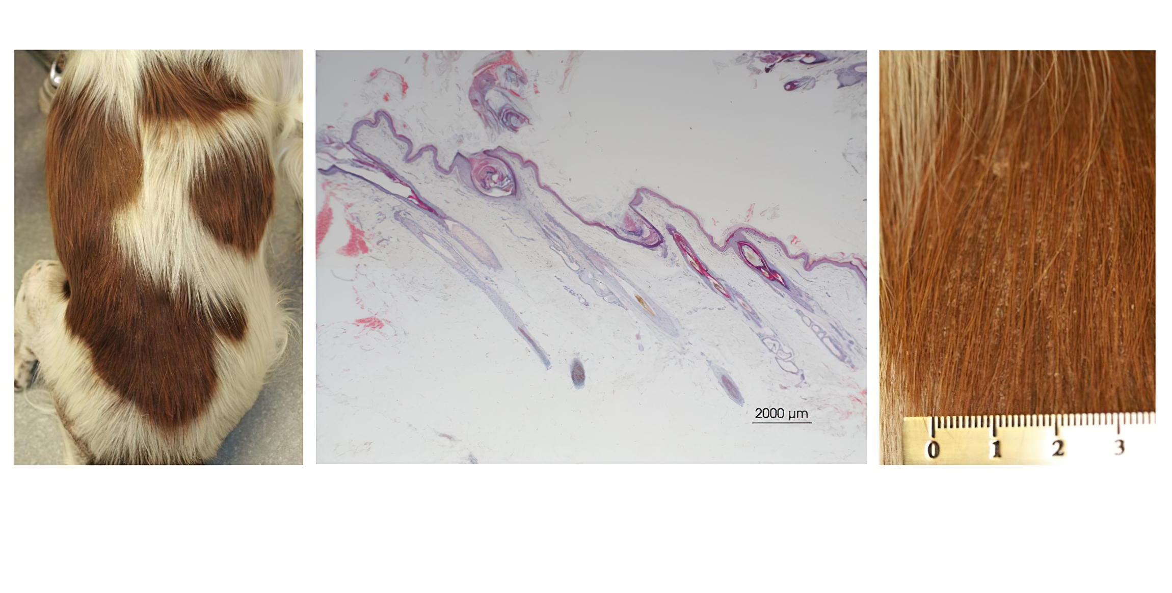 Granulomatous Sebaceous Adenitis: Appearance, Diagnostic Histopathology, Close- Up, English Springer Spaniel