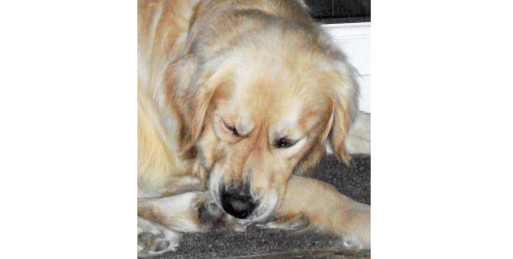 Canine Allergic Dermatitis: Hind Paw Pruritus (not a ‘Habit’!)