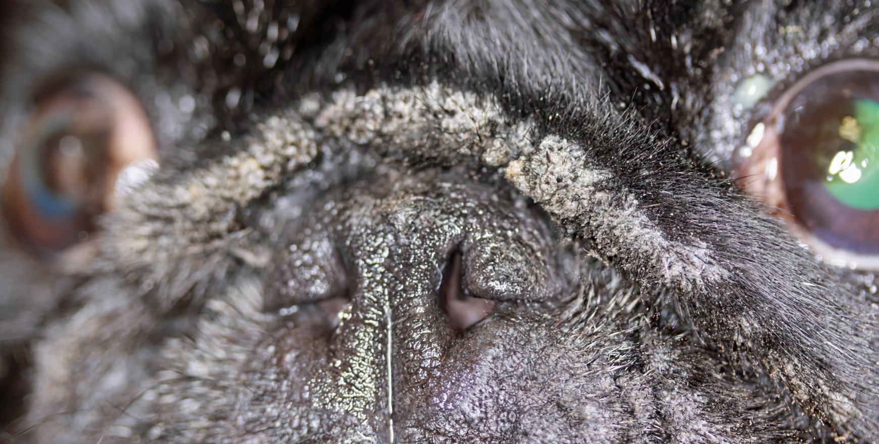 Hyperpigmented Viral Plaques, Pug