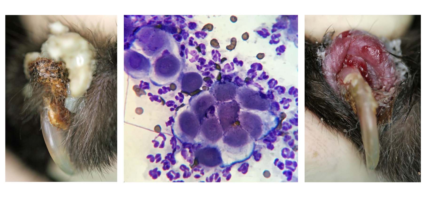 Feline Pemphigus Foliaceus: Inflamed Claw Bed (Paronychia), before & after Cleansing, immediate Diagnostic Cytology