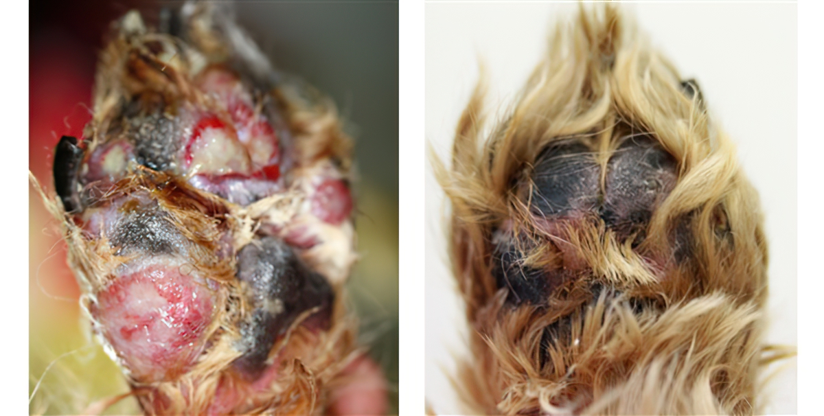 Inflamed, infected & ulcerated Pododermatitis: before & 15 months of treatment, Yorkshire Terrier