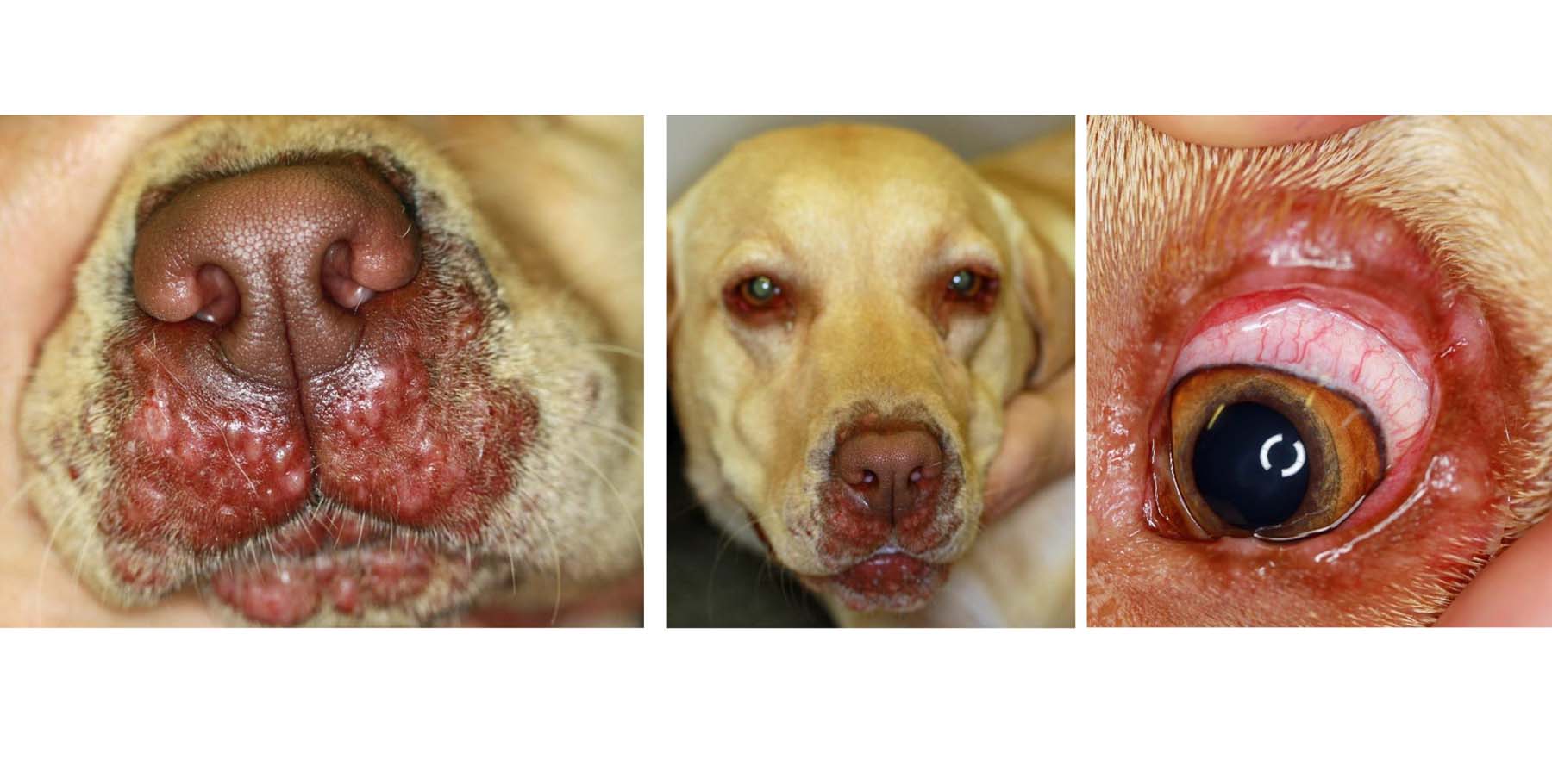 Late Onset ‘Juvenile’ Cellulitis, 18 month old Labrador Retriever