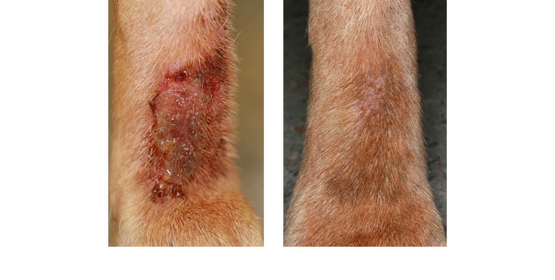 'Lick' Granuloma secondary to Allergic Dermatitis: before & 4 weeks of Multimodal Treatment, Labrador Retriever