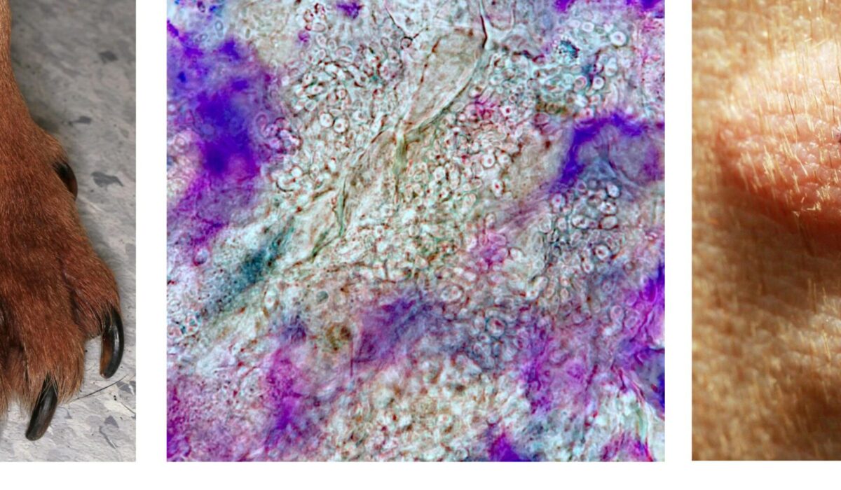 Malassezia Hypersensitivity: Saliva-stained Paw, Negative-stained Cytology, Positive Intradermal Test, French Bulldog