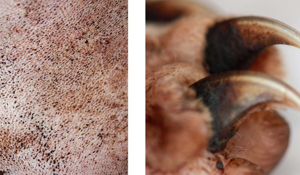 Malassezia Yeast Overgrowth: Abdomen & Claw Bases, Sphinx Cat