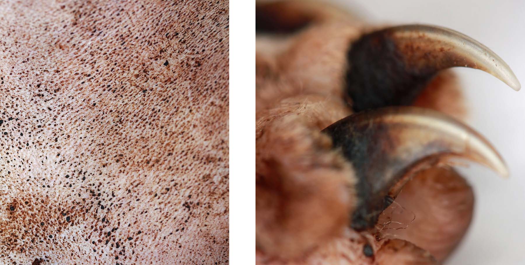 Malassezia Yeast Overgrowth: Abdomen & Claw Bases, Sphinx Cat