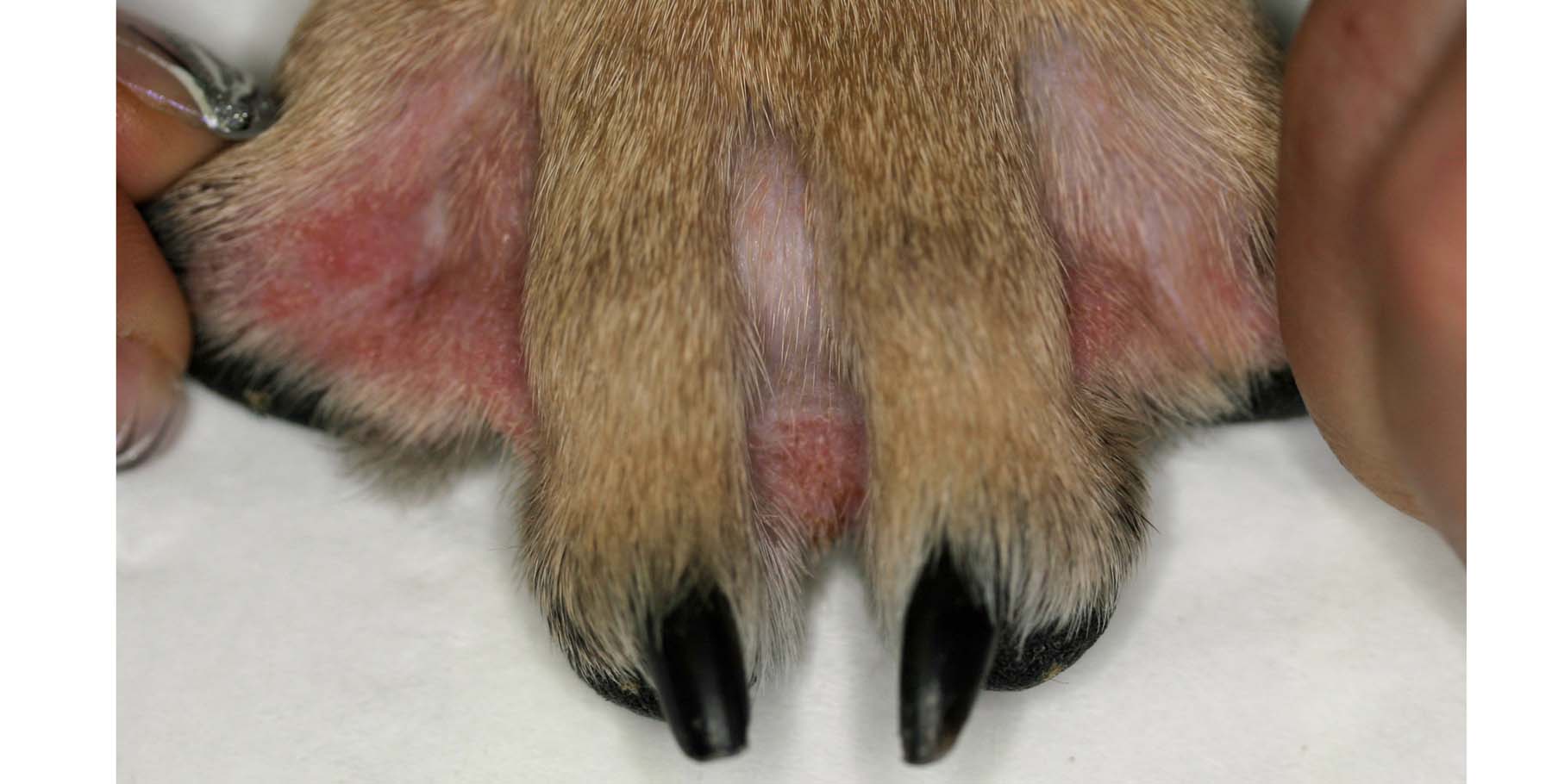 Canine Atopic Dermatitis with Secondary Malassezia Yeast Dysbiosis causing pododermatitis