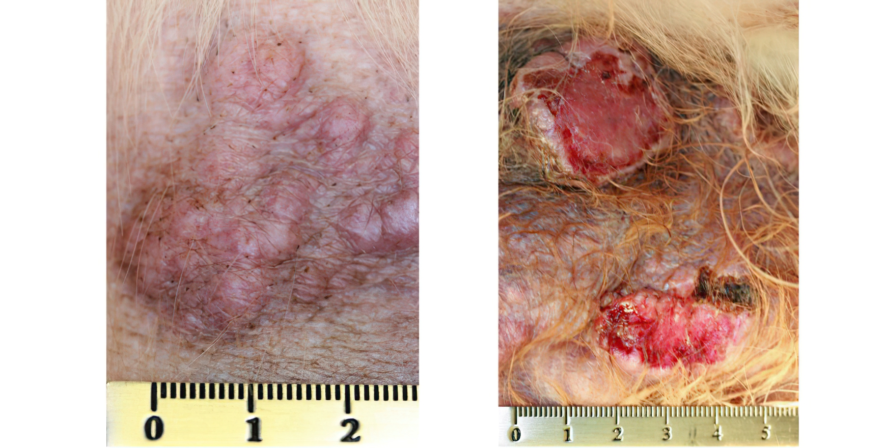 Mast Cell Tumours: 2 Different Appearances in Different Sites on the Same Dog