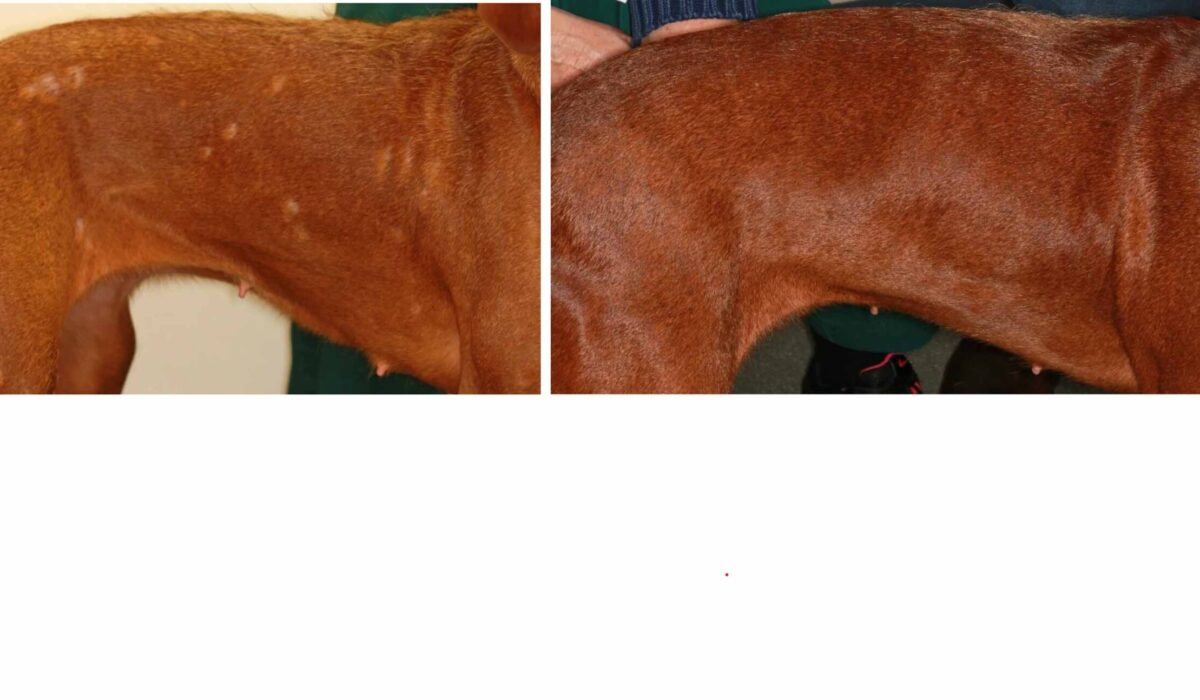 Multi-Drug Resistant Staphylococcus Pseudintermedius (MRSP): before & after topical treatment only, Hungarian Vizsla