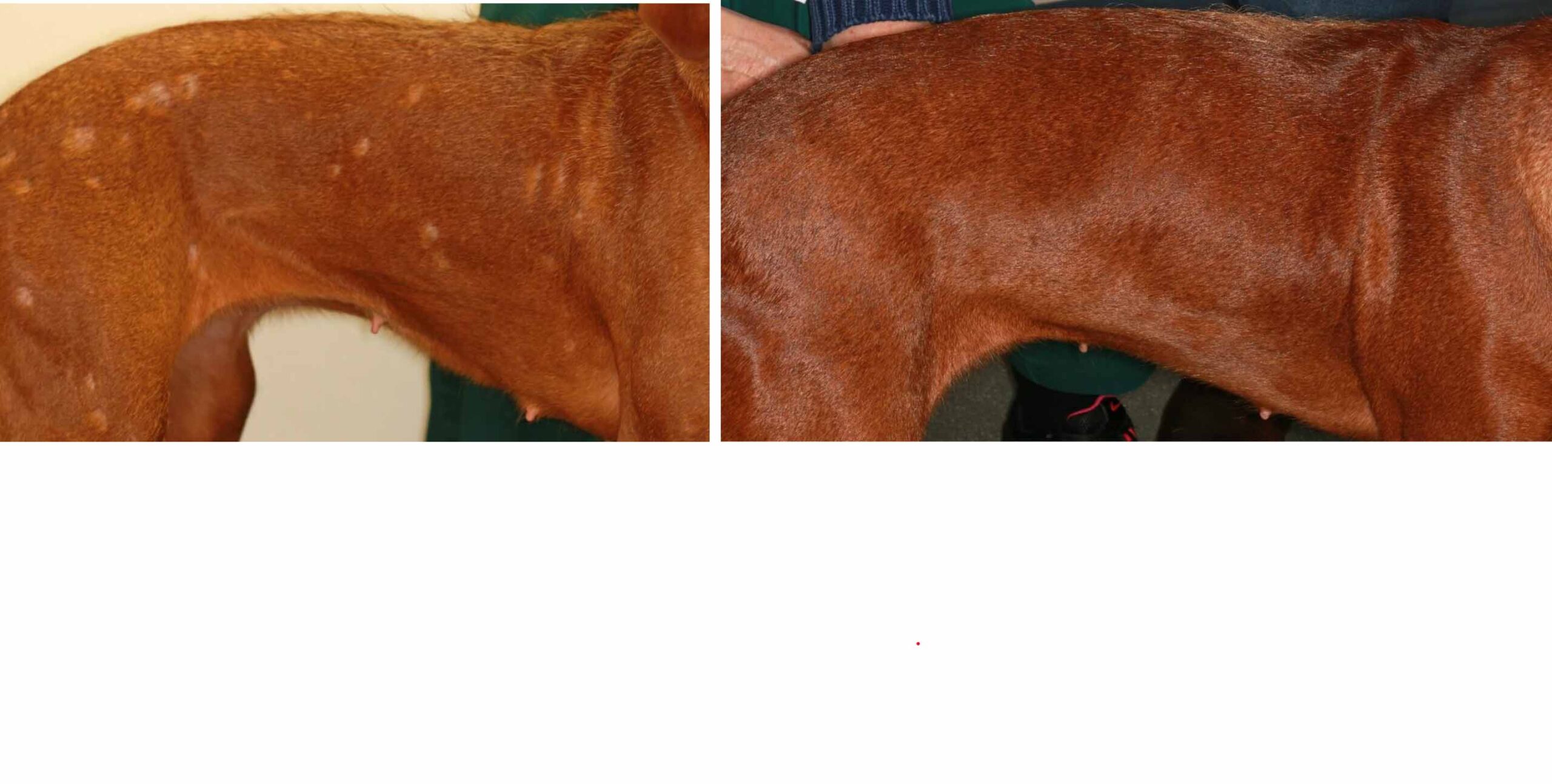 Multi-Drug Resistant Staphylococcus Pseudintermedius (MRSP): before & after topical treatment only, Hungarian Vizsla