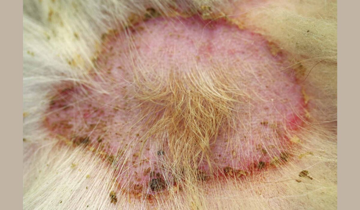 Multi-Drug Resistant Staphylococcal Bacterial Infection, German Spitz
