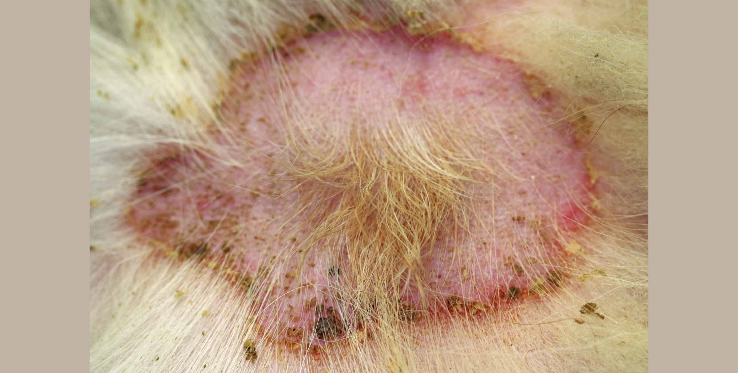 Multi-Drug Resistant Staphylococcal Bacterial Infection, German Spitz