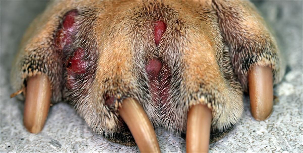 Multiple Interdigital Granulomas, Chinese Shar Pei