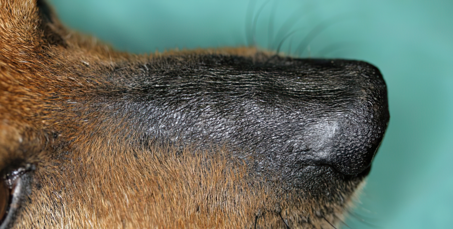 Hypothyroidism: Nasal Planar Alopecia & Hyperpigmentation, Jack Russell Terrier
