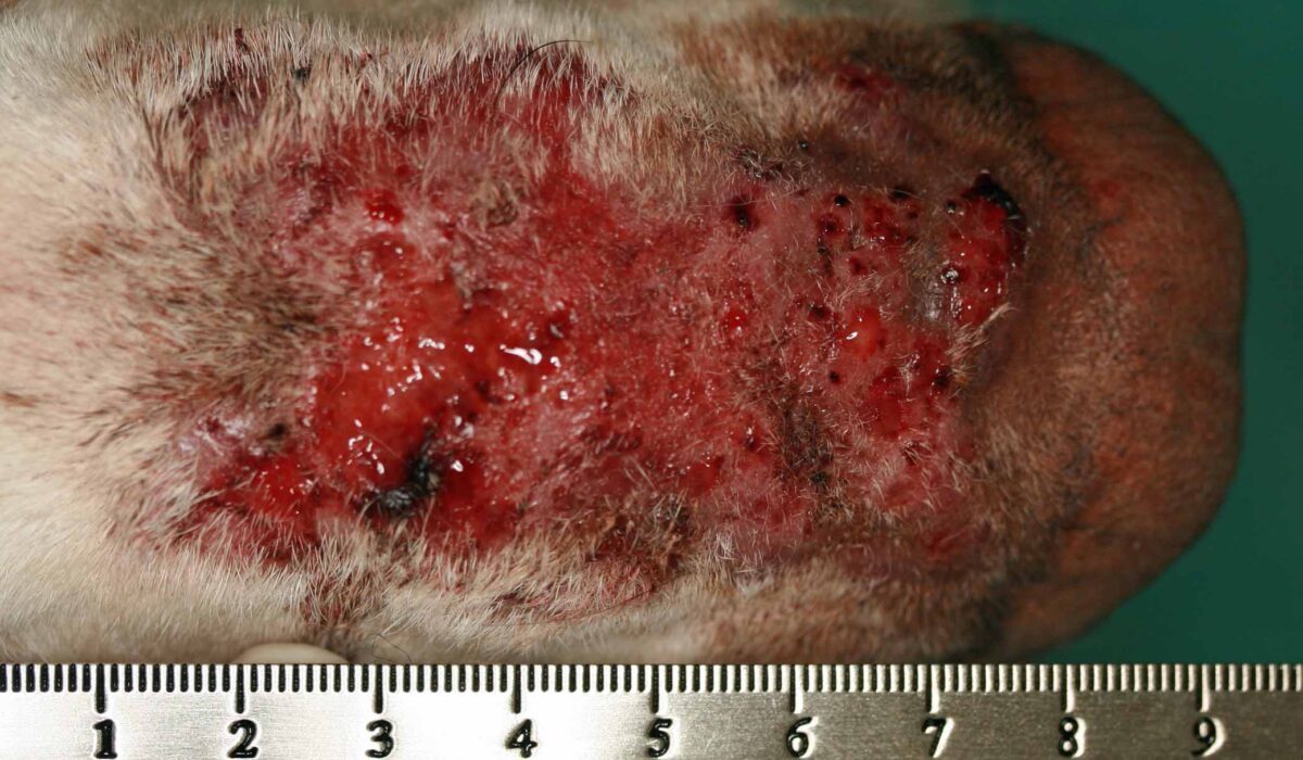 Nasal Pyoderma, Bull Terrier