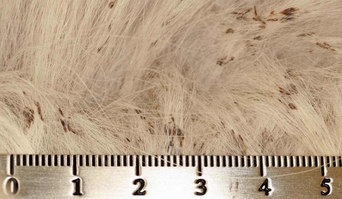 Non-Epidermolytic Icthyosis, Golden Retriever