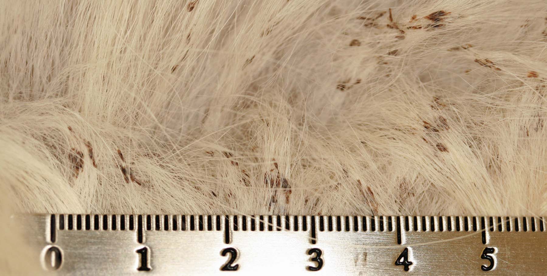 Non-Epidermolytic Icthyosis, Golden Retriever